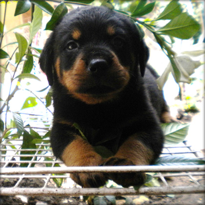 gorgeous rottweiler puppies for you