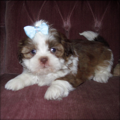 playful shih tzu puppies for sale