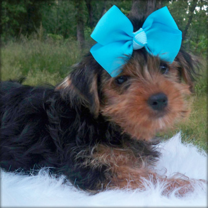 teacup Yorkie puppies for sale