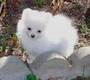 two cute Pomeranian puppies for adoption