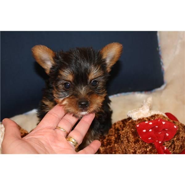 Outstanding Male And Female Teacup Yorkie Puppies For Adoption.