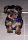 02 sweet Teacup Yorkie puppies for free adoption