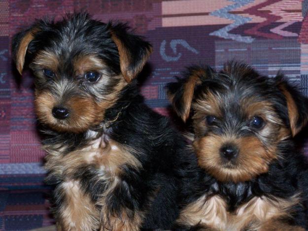 100% Healthy tea cup Yorkie puppies seeking Adoption