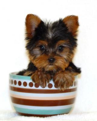 beautiful male and female Yorkie puppies available for re-homing