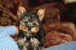 Adorable Yorkie Puppies For Free Adoption