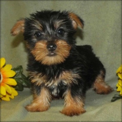 Charming yorkie Puppies free for adoption