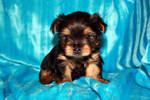 Two Cute Yorkie Puppies For Adoption