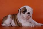 Akc Registered English Bulldog Puppies For Adoption