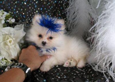 Cute and home trained ready Pomeranian puppies for adoption