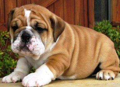 Potty Trained English bulldog Puppies For Good Homes