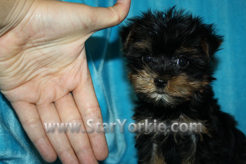 Tiny Teacup Yorkshire terrier (Yorkie) Puppies Available Now!!!