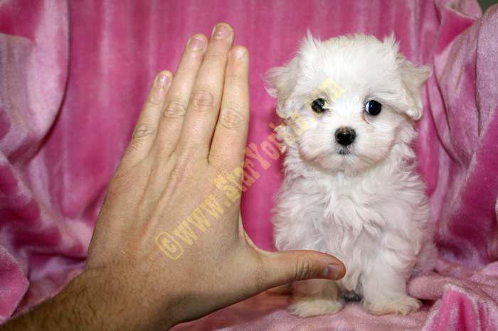 Tiny Teacup Maltese Puppies Available Now!!!