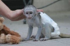 inteligent baby capuchin monkey for adoption