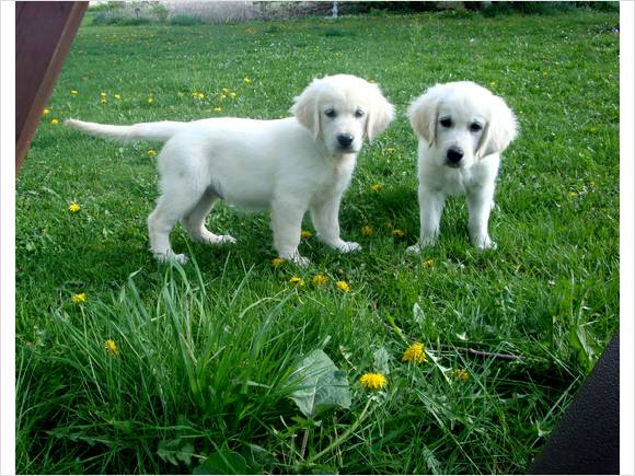 Quality AKC Champion Golden Retriever Puppies