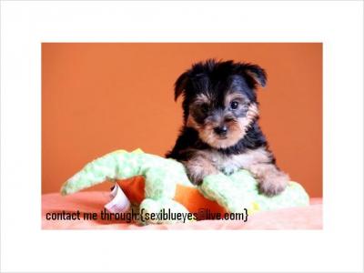 Adorable Yorkie Puppies For  Adoption