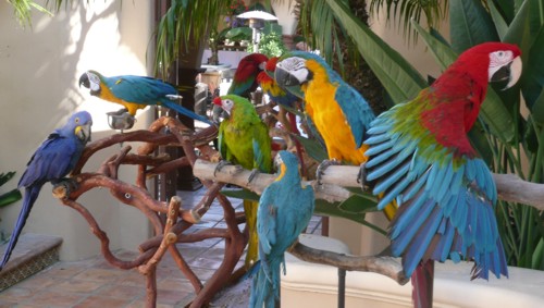 hand raised parrots and fertile eggs for sale