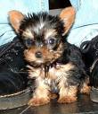 cute and adorable tea cup yorkie puppies for ree adoption