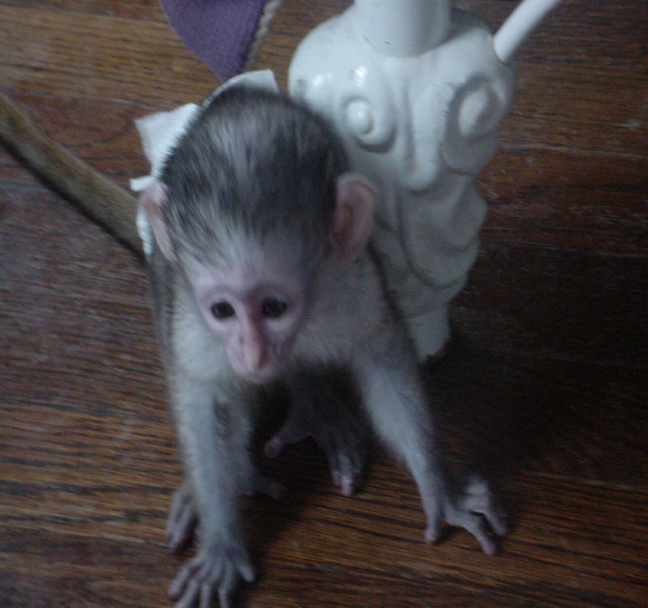 Adorable cute female capuchin monkey for adoption now!!