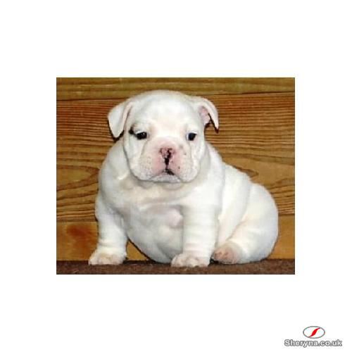 cut loving English bulldog puppies to any loving home