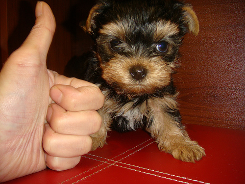 Tiny Micro Teacup Yorkshire Female Puppy $190