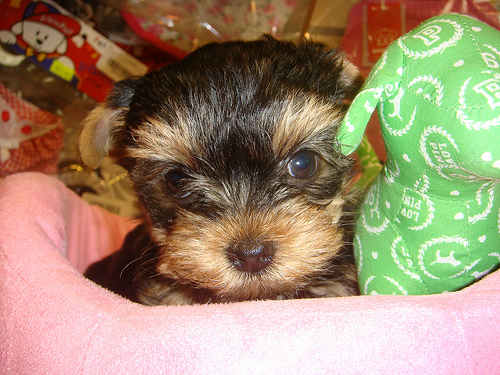 Tiny Micro Teacup Yorkshire Female Puppy $190