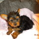 Loving Heart Male and Female Tea Cup Yorkie Puppies For Adoption