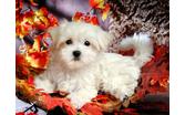 Beautiful Maltese Puppies