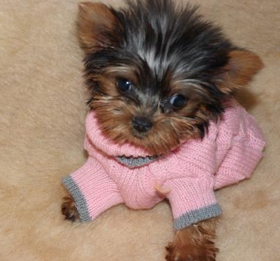 GORGEOUS YORKIE PUPPIES FOR ADOPTION.(melisawhite20@yahoo.com)