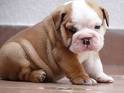 nicely and lovely bulldog puppies for adoption