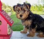 Lovely Teacup Yorkie Puppy For Adoption