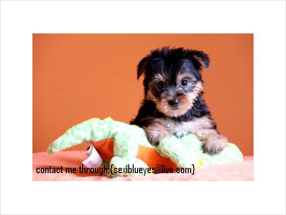 Two Gorgeous YORKIE Puppies for ADOPTION