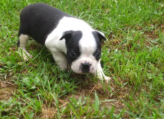 Black &amp; White Boston Terrier Puppies for sale