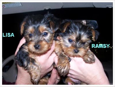 Adorable Teacup Yorkie Puppy For Free Adoption