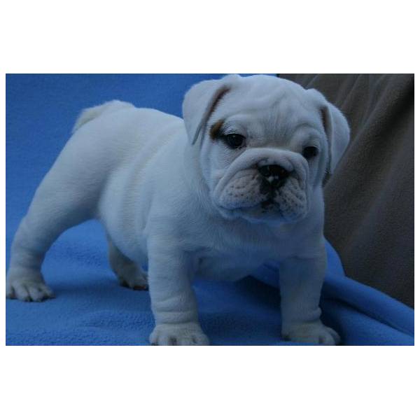 Two gorgeous english bulldog puppies remaining for adoption