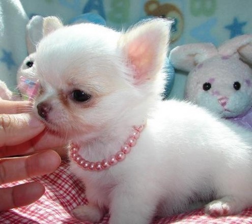 Beautiful  puppies Chihuahua Available!