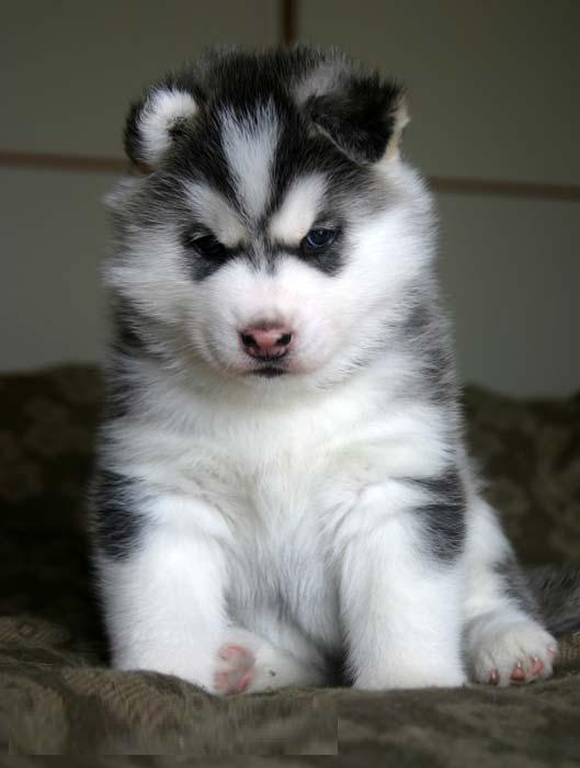 Cute and affectionate Siberian Husky  Puppies