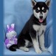 Siberian Husky Puppy on Offer