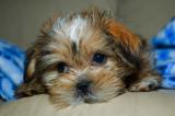 Well trained male and female Yorkie puppies for great homes