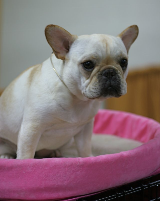 cute and loving french bull dog on adoption.