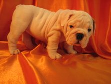 Cute and loving English Bulldog Puppies For Adoption