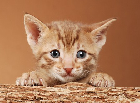 gorgeous and loving savannah kitten on adoption.