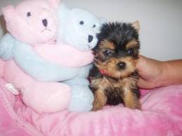 gorgeous Tinny Teacup Yorkies