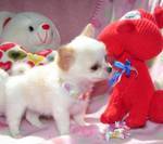 chihuahua Puppies Available For Adoption