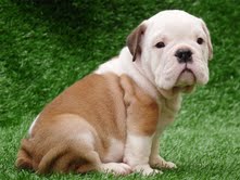 male and female english bulldog puppies for a home