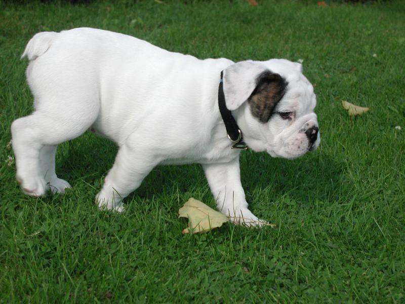 English bull dog puppies for adoption