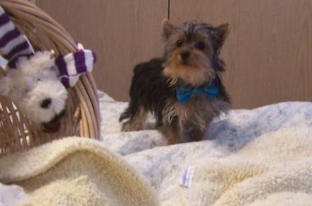 Adorable Yorky puppies For RE HOMEING