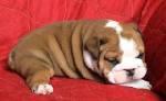 English bull dog puppies for adoption