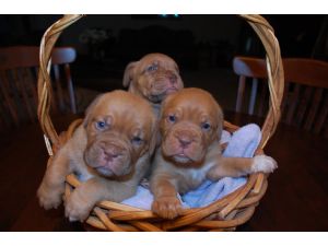 AKC Dogue de Bordeaux Puppies Available!