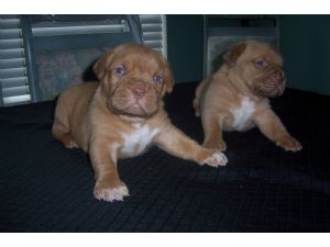 Bordeaux puppys avail Ten and half weeks old.