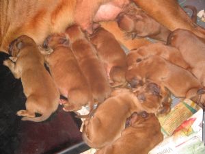 Dogue de Bordeaux FOUR MALES THREE FEMALES